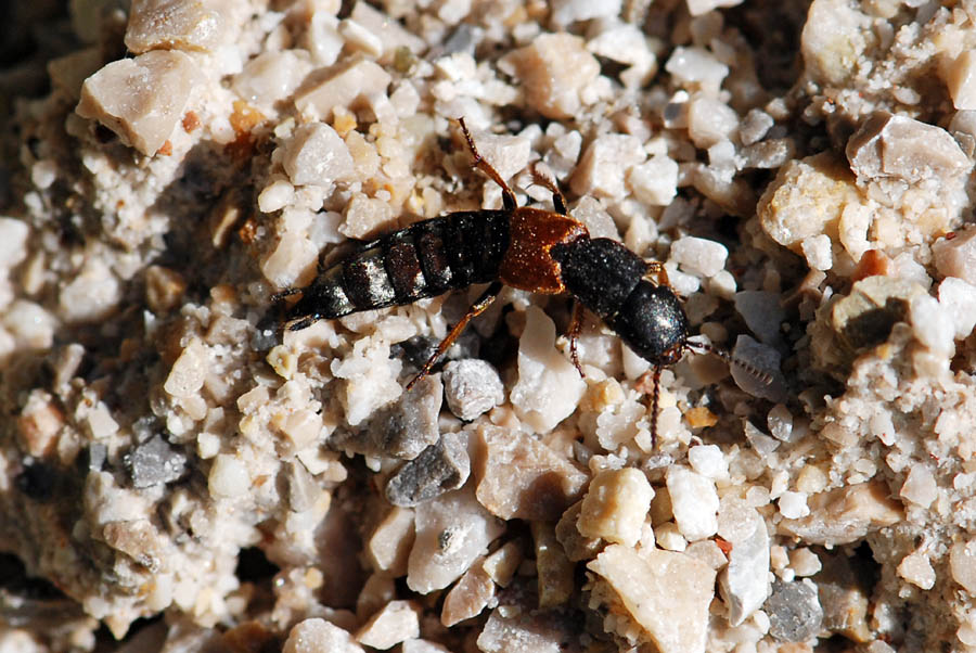 Staphylinidae da ID. Platydracus stercorarius